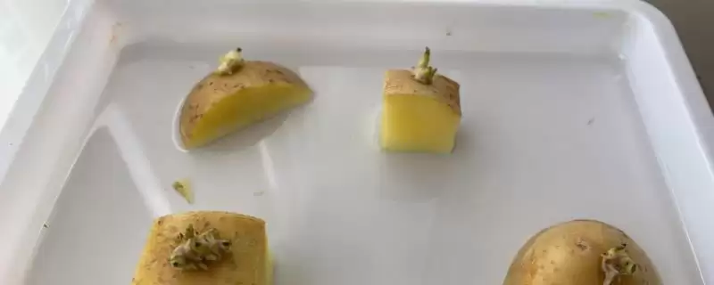 土豆能不能种在水里?判断土豆水培可行性要考虑哪些植物生长和环境因素?-会东网