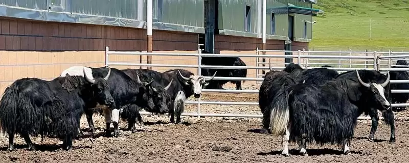 牦牛的养殖技术有哪些要点 ,牦牛养殖每年需严格按流程防疫-会东网