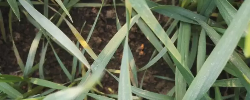 小麦叶锈病病因的要点和解读？了解小麦叶锈病需关注哪些关键信息？-会东网