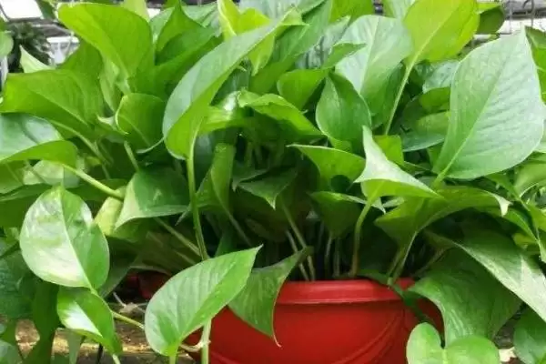 绿萝的种植方法有哪些 ,绿萝种植选什么土壤好插图1 绿萝的种植方法有哪些 ,绿萝种植选什么土壤好插图1