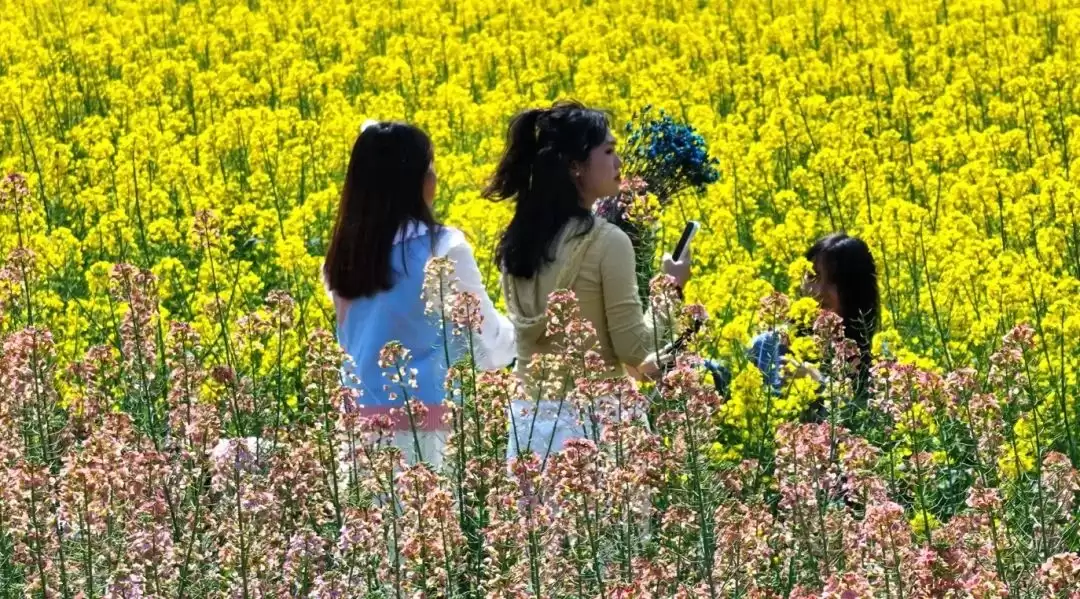 “陌上姜州·花漾田园” 会东县春耕文化系列活动启幕插图3
