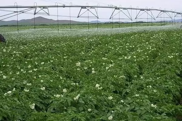 土豆何时需要控旺？确定土豆控旺时机要考虑哪些生长周期和环境因素？插图3