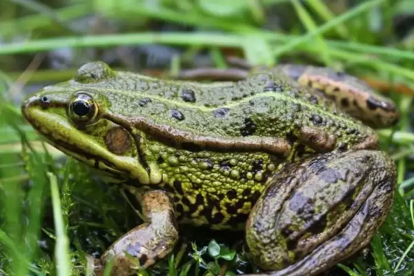 青蛙的脚指头奥秘：十八个指头的生理结构作用插图1