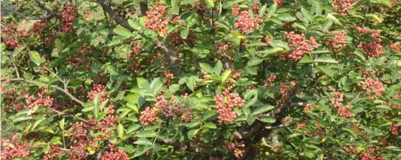 认识岩椒这种植物的方法和重点？认识岩椒这种植物要做好哪些细节？-会东网
