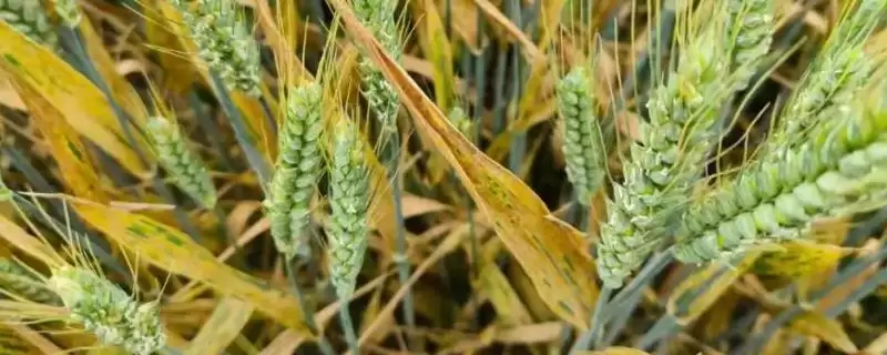 小麦发黄干尖的原因和要点?分析小麦发黄干尖原因需关注哪些方面?插图 小麦发黄干尖的原因和要点?分析小麦发黄干尖原因需关注哪些方面?插图