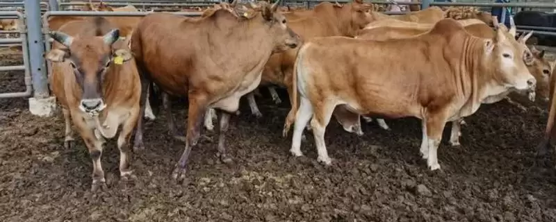 了解云南高峰牛价格的方法和重点？了解云南高峰牛价格要做好哪些细节？-会东网