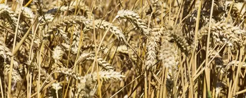 小麦成熟季节的要点和判断？判断小麦成熟季节需注意什么？-会东网