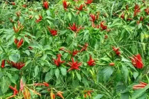 小米辣栽培的技术和要点？栽培小米辣需掌握哪些关键技术环节？插图2