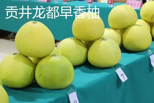 四川省自贡市的特产？了解四川省自贡市特产要掌握哪些具有代表性的物产？插图8