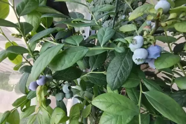 蓝莓不开花结果的原因 ,哪些因素会导致蓝莓不开花结果?插图3 蓝莓不开花结果的原因 ,哪些因素会导致蓝莓不开花结果?插图3