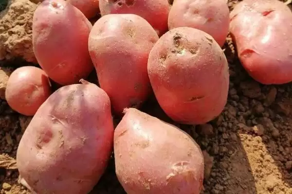 马铃薯有哪些品种可介绍 ,马铃薯品种有哪些颜色插图3 马铃薯有哪些品种可介绍 ,马铃薯品种有哪些颜色插图3