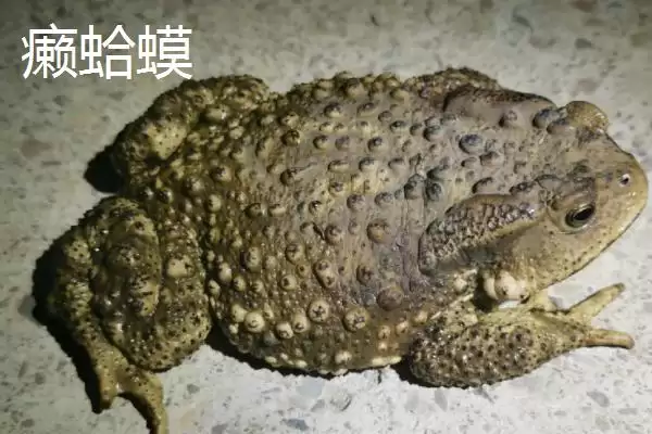 牛蛙与癞蛤蟆的区别大揭秘：不是同一物种的真相插图2