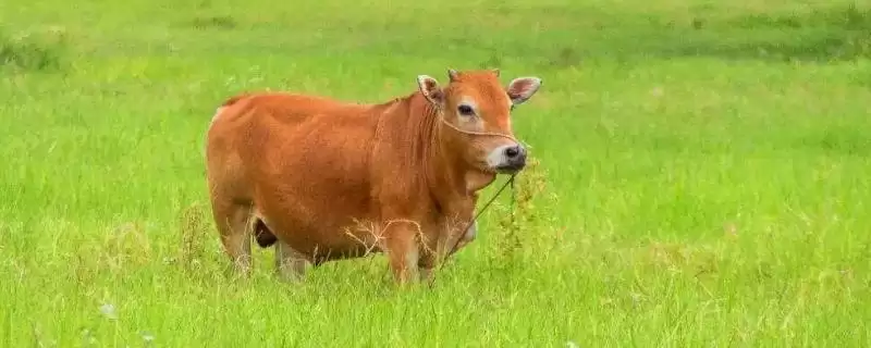 普通黄牛地方品种大集合：南阳牛、鲁西牛等的品种特点-会东网