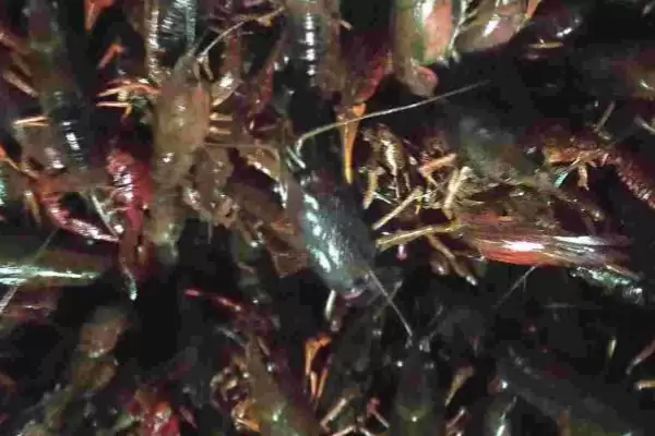 小龙虾发黑的原因和要点？分析小龙虾发黑原因需关注哪些方面？插图2
