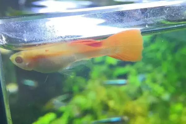 小孔雀鱼变色过程是怎样的？小孔雀鱼变色知识与养鱼重点细节分享？插图3