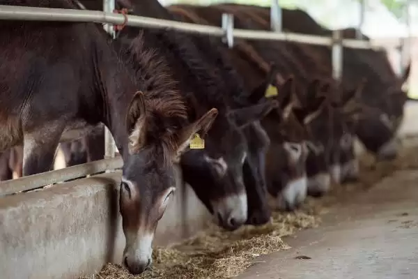计算养100只肉驴年收益的方法和重点？计算养100只肉驴年收益要做好哪些细节？插图2