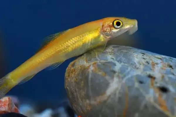 选择清理鱼缸粪便生物的方法和重点？选择清理鱼缸粪便生物要做好哪些细节？插图3