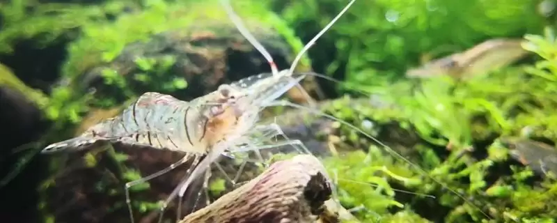 了解中华小长臂虾食物的方法和重点?了解中华小长臂虾食物要做好哪些细节?插图 了解中华小长臂虾食物的方法和重点?了解中华小长臂虾食物要做好哪些细节?插图