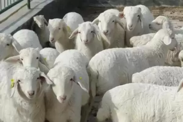 养羊注意事项的方法和重点?养羊注意事项要做好哪些细节?插图2 养羊注意事项的方法和重点?养羊注意事项要做好哪些细节?插图2