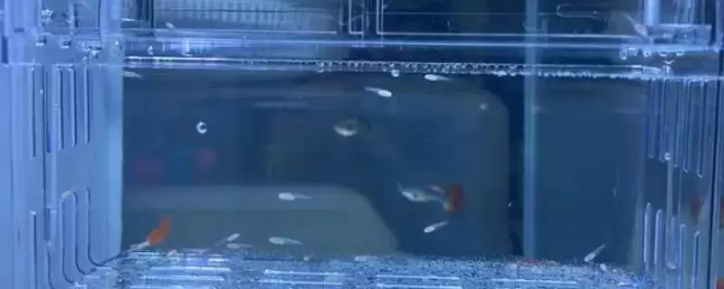 小孔雀鱼变色过程是怎样的？小孔雀鱼变色知识与养鱼重点细节分享？-会东网