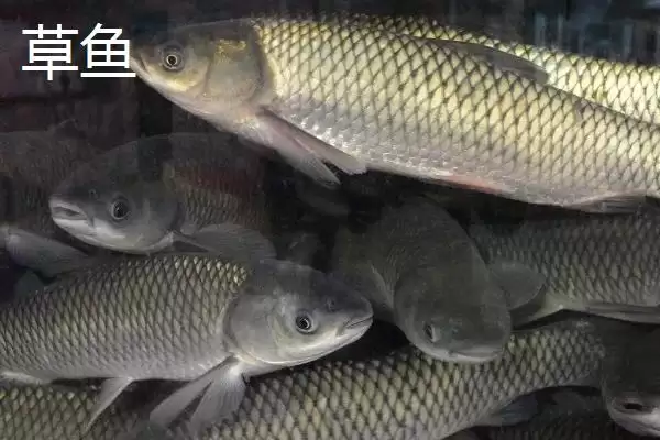 新关东鱼钩优缺点剖析？鱼钩选择与养鱼关键细节大盘点？插图3