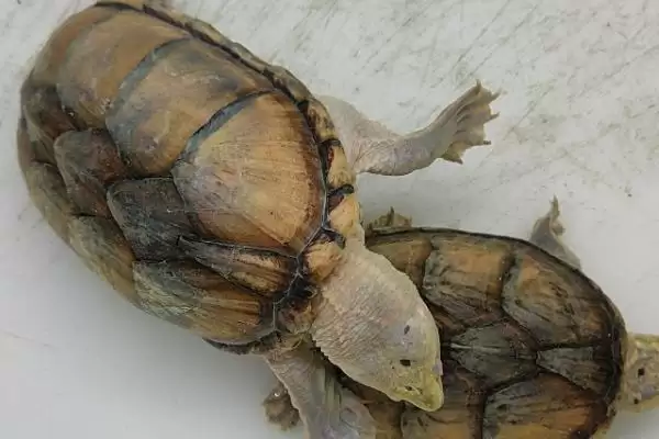 什么是麝香龟？认识麝香龟要了解哪些关键的物种特性和养殖要点？插图2
