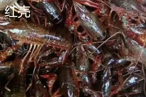 青红虾的产地溯源：美国中南部和墨西哥东北部的原产优势插图2