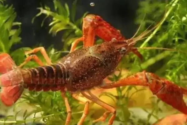 分析养虾利润与成本风险的方法和重点？分析养虾利润与成本风险要做好哪些细节？插图5