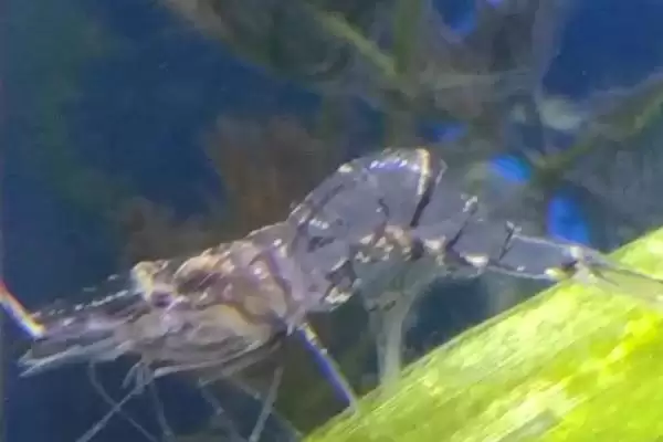 判断中华小长臂虾好不好养的方法和重点？判断中华小长臂虾好不好养要做好哪些细节？插图3