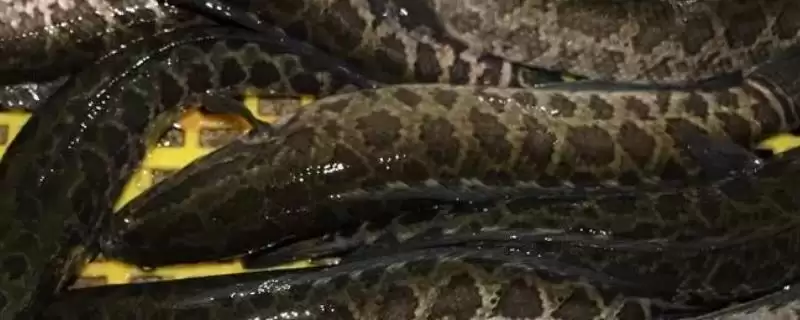 生鱼养殖技术是什么？生鱼养殖技术要点与养鱼方法重点？-会东网