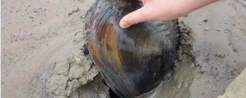 圆顶珠蚌产地在哪？圆顶珠蚌产地知识与养鱼要点？-会东网