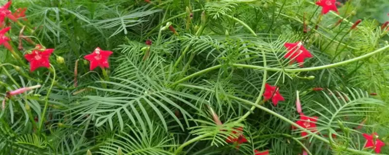 五角星花的养殖方法是什么？五角星花养殖方法与养鱼要点？-会东网