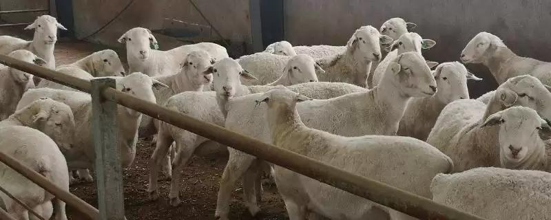 挑选种羊的方法和重点？挑选种羊要做好哪些细节？-会东网