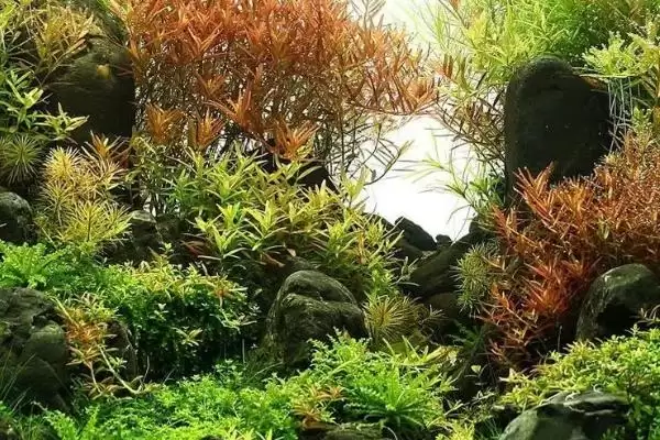 水罗兰水草好不好养？水罗兰水草养殖难度与养鱼要点？插图4
