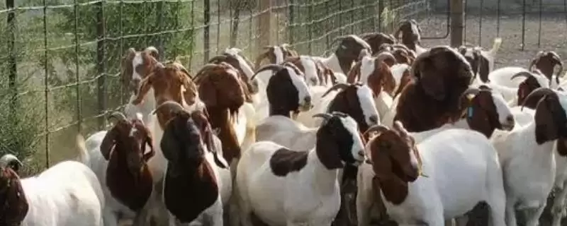 什么羊繁殖能力强？认识繁殖能力强的羊品种要了解哪些要点？-会东网