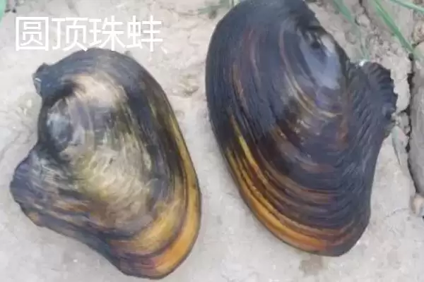 圆顶珠蚌产地在哪？圆顶珠蚌产地知识与养鱼要点？插图6