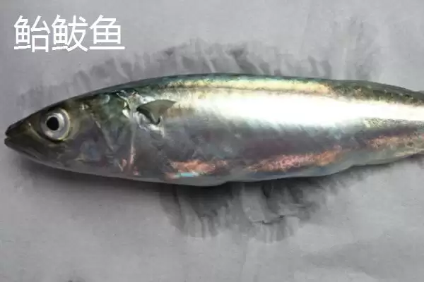 鲐鲅鱼和鲅鱼一样吗？鲐鲅鱼与鲅鱼辨别与养鱼关键细节？插图3