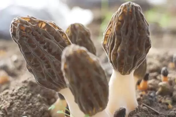 了解羊肚菌生长环境的方法和重点？了解羊肚菌生长环境要做好哪些细节？插图3