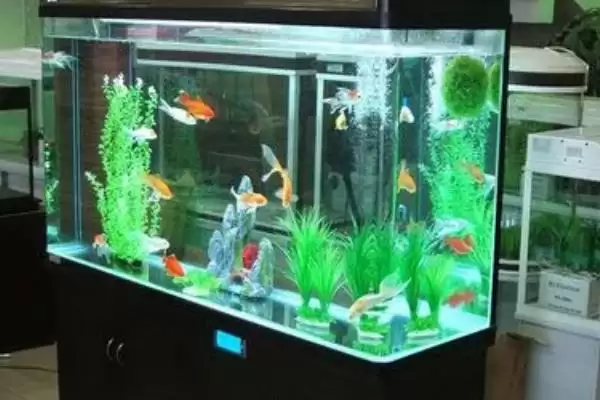 三湖慈鲷鱼缸开缸的方法是什么？三湖慈鲷鱼缸开缸方法与养鱼要点？插图1