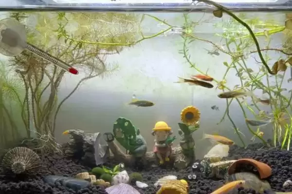 鱼缸有青苔怎么处理？青苔处理方法与养鱼方法关键细节？插图3