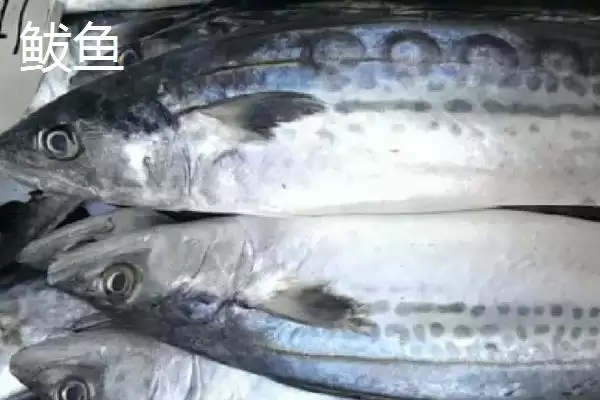鲐鲅鱼和鲅鱼一样吗？鲐鲅鱼与鲅鱼辨别与养鱼关键细节？插图2