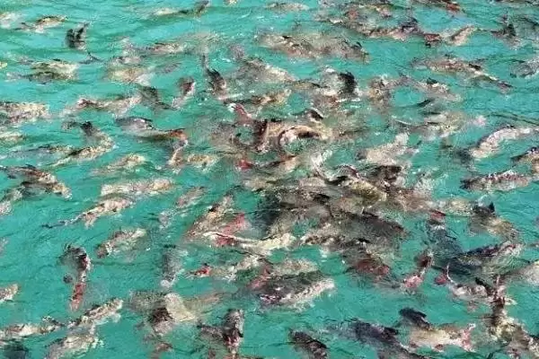鱼类蒙眼病发生原因及防治方法是啥？蒙眼病防治与养鱼关键细节？插图3