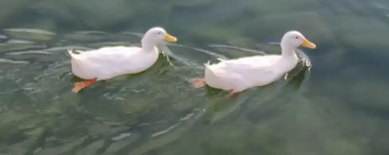 了解鸭子养殖禁忌的方法和重点？了解鸭子养殖禁忌要做好哪些细节？-会东网