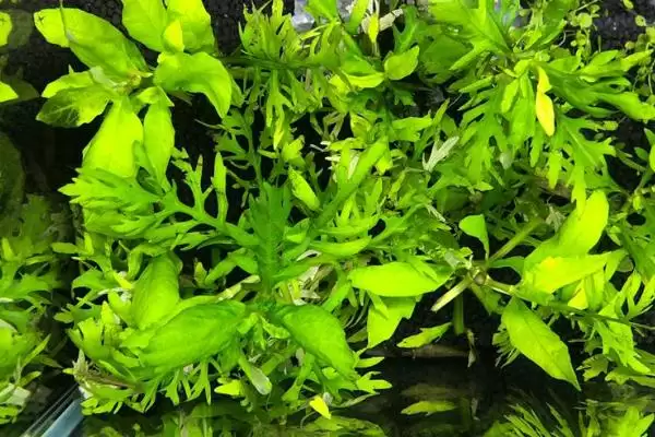 水罗兰水草好不好养？水罗兰水草养殖难度与养鱼要点？插图2