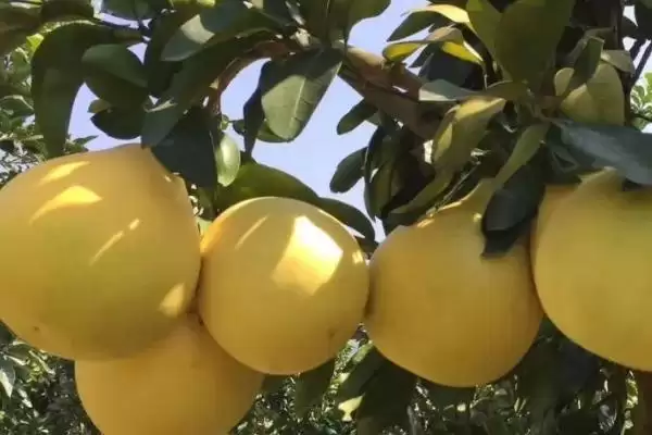 认识柚子常见品种的方法和重点？认识柚子常见品种要做好哪些细节？插图3