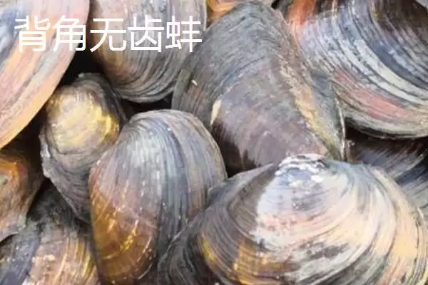 圆顶珠蚌产地在哪？圆顶珠蚌产地知识与养鱼要点？插图4