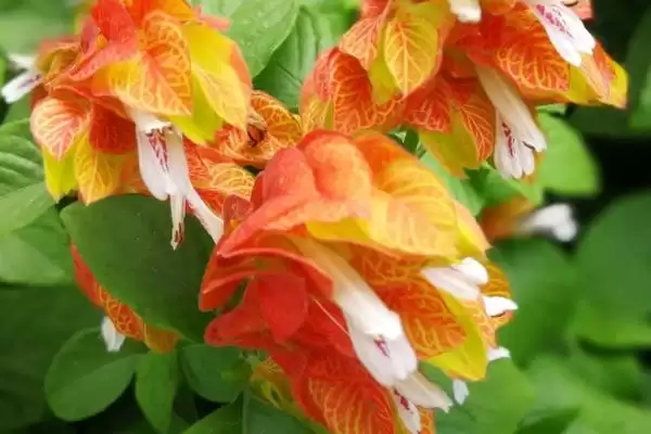 虾衣花养护的方法和要点？养护虾衣花要掌握哪些关键步骤？插图2