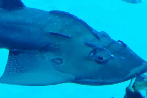 鳐鱼有哪些种类？鳐鱼种类认知与养鱼方法细节？插图2