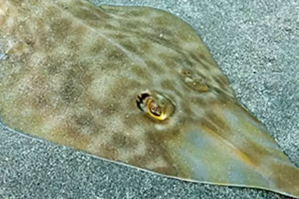 鳐鱼有哪些种类？鳐鱼种类认知与养鱼方法细节？插图7