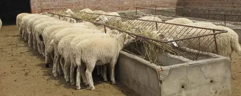 夏季养羊管理的要点和关键环节？夏季养羊管理要掌握哪些关键方法？-会东网